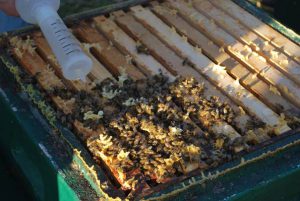 Bienen in der Wintertraube